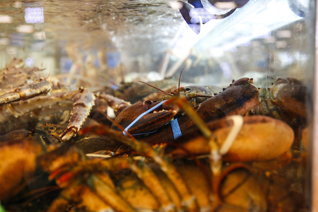 노량진 수산시장 킹크랩 태성수산 